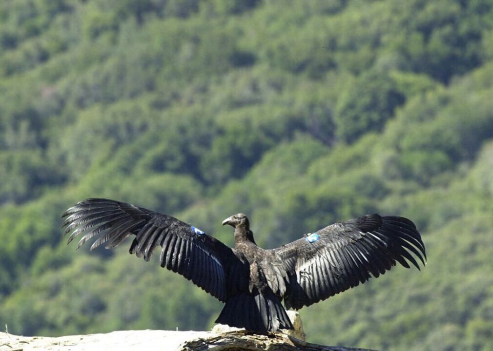 #48. Pinnacles: See a California Condor